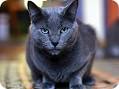 Russian Blue Rescue Cats for Adoption near Seattle ...
