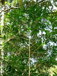 Image result for Kraussia floribunda