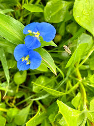 Image result for Commelina