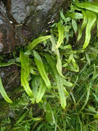 Image result for Lepisorus