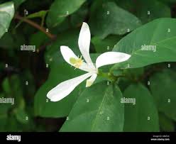 Image result for Turraea stolzii