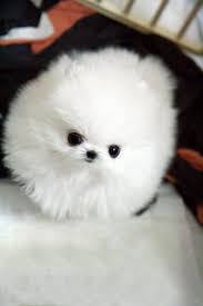 Are there any teacup puppies for sale in pa? Teacup Pomeranian Tea Cup Pug Novocom Top