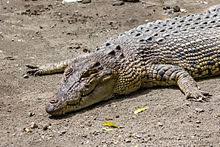 Saltwater Crocodile Wikipedia