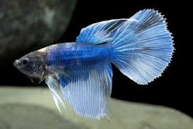 35 Different Types Of Betta Fish With Beautiful Pictures Betta Fish Types Betta Fish Betta
