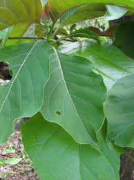 Image result for Hymenodictyon parvifolium