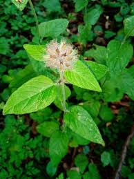 Image result for Clinopodium uhligii