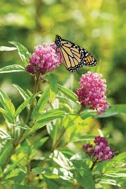 Five Things Everyone Should Know About Milkweed Cals News Milkweed Milkweed Plant Types Of Soil