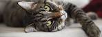Tabby Cat Facts, Origin, Behavior and Characteristics ...