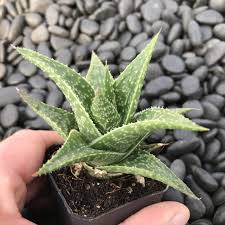 Image result for Aloe nuttii