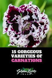 15 Different Types Of Carnations Dianthus Carnations Carnation Meaning Fragrant Plant