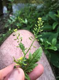 Image result for Rorippa