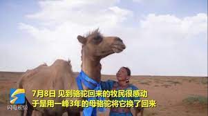 For her, that was the straw that broke the camel's back and she went to the police. Camel Walks 100 Km Alone Back Home To Find Old Owner Global Times
