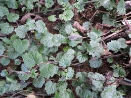 Image result for Ardisiandra sibthorpioides