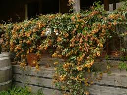Different climbing plants use different strategies to climb. Australian Native Climbers And Creepers Gardening With Angus