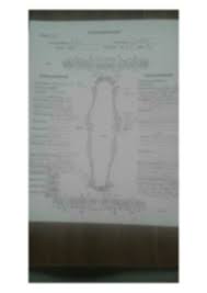 Dental Sample Jpg Datepol Canine Dental Chart Owners Name
