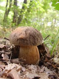 Image result for Boletus variipes
