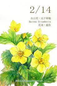 每日一花2 14 生日花 haru hello botanical watercolor flower drawing plant illustration