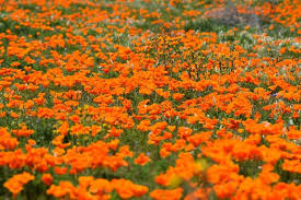 Here are the best places to see california wildflowers in full bloom this spring. 20 Best Destinations For Experiencing Stunning Spring Flowers In The Us Dotted Globe