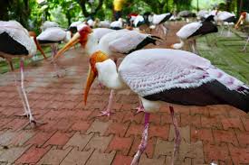 Where else will you find such variety and walk among some of nature's most colourful creatures. Visited Kl Bird Park For The First Time