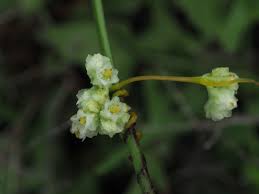 Image result for Cuscuta hyalina