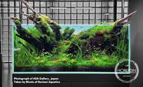 Image result for Eleocharis variegata