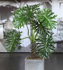 Pin On Sp Philodendron