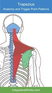 Trapezius Functional Anatomy Integrative Works Headache Trigger Points Trigger Points Neck