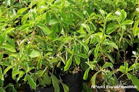 Image result for Reinwardtia