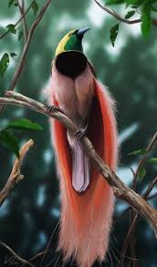 Png Bird Of Paradise Images Pin On Love Looking