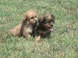 They come to you current with vaccinations and they are dewormed from two weeks of age. Parti Yorkie For Sale In Pa 07 2021