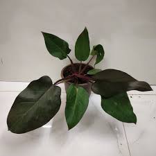 We did not find results for: Philodendron Erubescens Red Emerald Nursery Buy