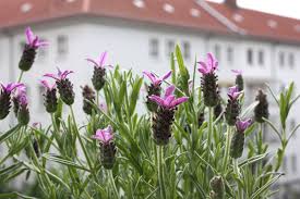 Playing solitaire till dawn, with a deck of 51. Flowers On The Wall Arty Blog