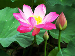 Daun mengapung pada permukaan air. 10 Manfaat Dan Khasiat Bunga Lotus Untuk Kesehatan Khasiat