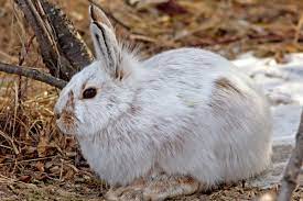 Snowshoe Hares Become Easy Prey As They Struggle To Keep Up With Climate Change The Verge