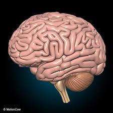 3d Other Human Brain Anatomy Brain Anatomy Human Brain Anatomy Human Brain