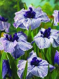 Iris Ensata Iris Flowers Beautiful Flowers Japanese Iris