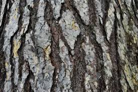 Image result for Pinus nigra