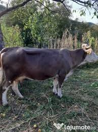 Transport marfa sau transport persoane fie national si international le puteti adauga pe. Vand Vacavitea De 1 An Si Jumatate In Rodna Bistrita Nasaud Adroa Zoo
