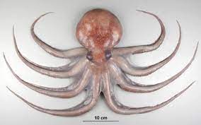 Antarctic Octopus Marked As The 18th Octopus Species Ever Found This Octopus Was Found At The Depth Of 3280 Feet Antarctica Animals Deep Sea Creatures