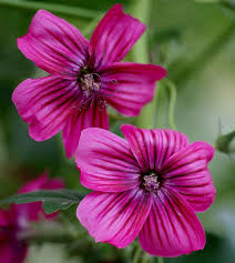 Lavatera Assurgentiflora Island Mallow California Channel Islands Native Beautiful Flowers Garden Growing Shrubs Plants