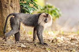 What Are The Most Unique Animals In India