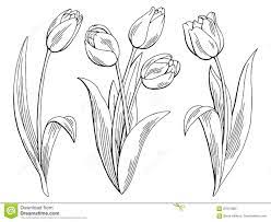 See more ideas about tulips, flower art, flower painting. Tulip Beautiful Flower Drawing Novocom Top