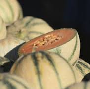 Image result for Coccinia subsessiliflora