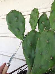 Now he won't even eat the fruits because he said it was so awful!!! How To Trim A Columnar Cactus Dummer Garden Manage Gfinger Is The Best Garden Manage App