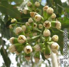 Image result for Eucalyptus torelliana