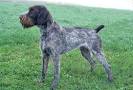 German Wirehaired Pointer Puppies For Sale - AKC PuppyFinder