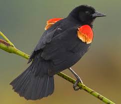 The skimmers fish by dragging, or skimming, the. 16 Types Of Blackbirds In The United States Id Guide Bird Watching Hq