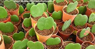 Thanks to its colorful flowers that bloom in winter, the christmas cactus (schlumbergera buckleyi) has become a cheery addition to many families' homes. Hoya Kerrii Sweetheart Plant Valentine Hoya Care Guide