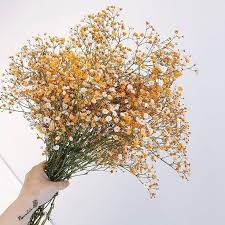 Pinterest Sunnydayspetaccessories Flower Aesthetic Dried Flowers Flowers Bouquet