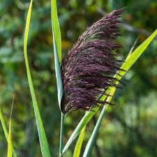 Image result for Phragmites australis